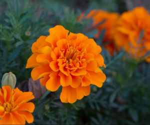 Winter Flowering Plants in India, Marigold