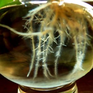 Plants Propagation in water