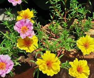 Portulaca