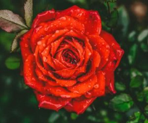 Rose-Details-and-Care-TIps