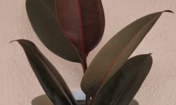 Rubber-Plant-burgundy-colour-leaves