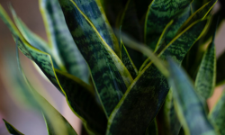 Snake Plant - Best air purifying and easy to care plant