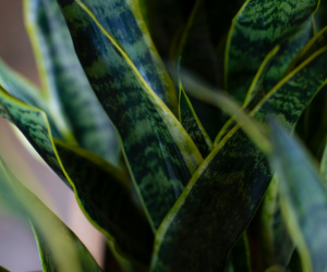 Snake Plant - Best air purifying and easy to care plant