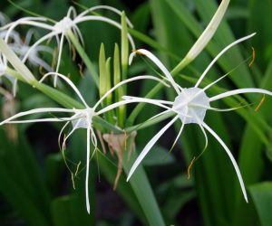 Spider Lily, Spider Lily Care