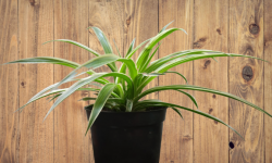 Spider-Plant-Easy-to-grow-and-air-purifying-plant