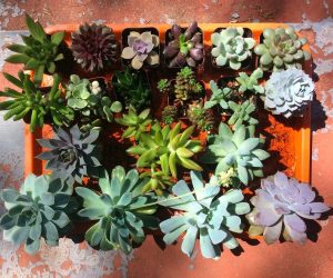 Succulent care for beginners
