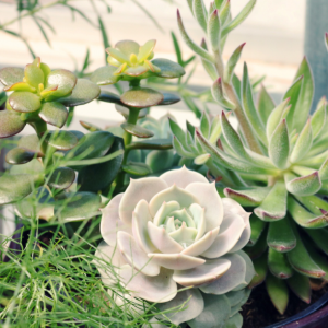 Succulents