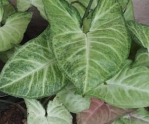 Syngonium - Air purifying and easy to care plant