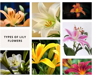Types of Lily Plants or Flowers