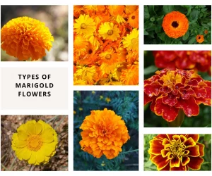 Types of Marigold Flowers