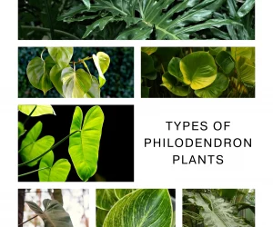 Types of Philodendron Plants