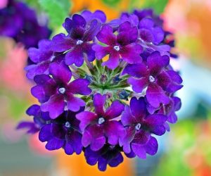 Verbena Plant