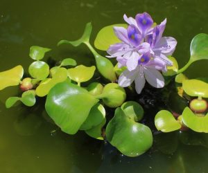 Water Hyacinth