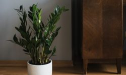 ZZ Plant - Hard to kill air purifying plant