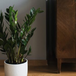 ZZ Plant - Hard to kill air purifying plant
