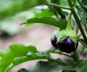 Brinjal Plant Care