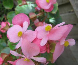 Wax Begonias Plant