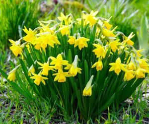Daffodils Plants
