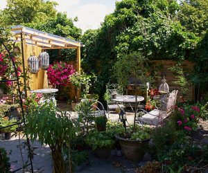 ornamental water plants