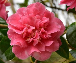 Camellia Rose
