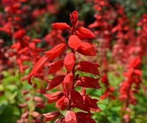 Salvia Plant