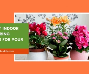 best indoor flowering plants