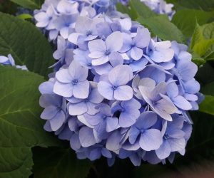 Hydrangeas Plant