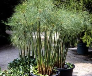 papyrus plant care