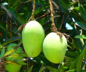 Mango Tree