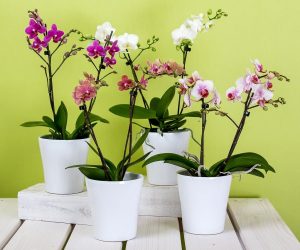 Orchid propagation
