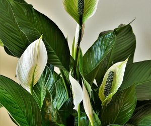 Peace Lily Care