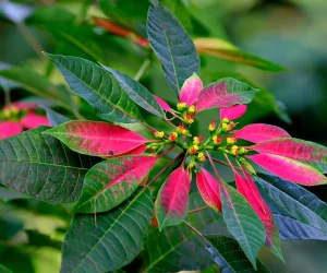 poinsettia care and details