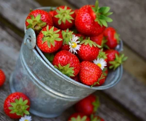 how to grow strawberries indoors