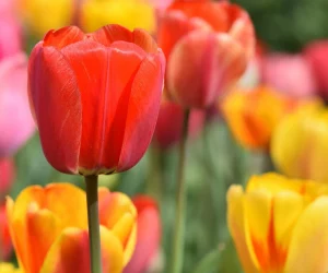 Tulip Plant Care