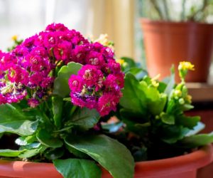 Pink Kalanchoe flowers in the interior, flowers in a pot, houseplants. Colorful small flowers of Kalanchoe close-up